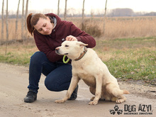 WHITE, Hund, Deutscher Schäferhund-Akita Inu-Mix in Slowakische Republik - Bild 6