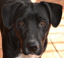SONNY, Hund, Labrador-Mix in Spanien - Bild 1
