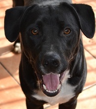 SONNY, Hund, Labrador-Mix in Spanien - Bild 2