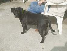 SONNY, Hund, Labrador-Mix in Spanien - Bild 4