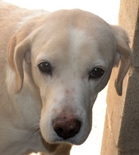 JAK, Hund, Labrador-Beagle-Mix in Spanien - Bild 1
