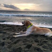 JAK, Hund, Labrador-Beagle-Mix in Spanien - Bild 3