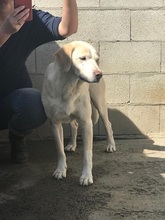 JAK, Hund, Labrador-Beagle-Mix in Spanien - Bild 5