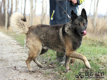 MACO, Hund, Deutscher Schäferhund-Mix in Slowakische Republik - Bild 3