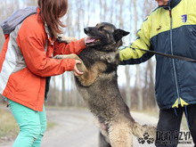 MACO, Hund, Deutscher Schäferhund-Mix in Slowakische Republik - Bild 4