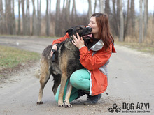 MACO, Hund, Deutscher Schäferhund-Mix in Slowakische Republik - Bild 5