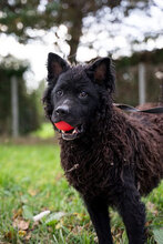 DARK, Hund, Mischlingshund in Kroatien - Bild 10