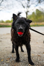 DARK, Hund, Mischlingshund in Kroatien - Bild 11
