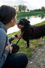 DARK, Hund, Mischlingshund in Kroatien - Bild 13