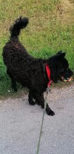 DARK, Hund, Mischlingshund in Kroatien - Bild 22