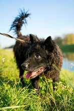 DARK, Hund, Mischlingshund in Kroatien - Bild 24