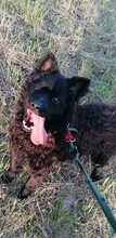 DARK, Hund, Mischlingshund in Kroatien - Bild 8