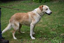 SAPHIR, Hund, Mischlingshund in Italien - Bild 11