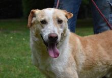 SAPHIR, Hund, Mischlingshund in Italien - Bild 13