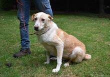 SAPHIR, Hund, Mischlingshund in Italien - Bild 14
