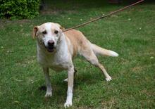 SAPHIR, Hund, Mischlingshund in Italien - Bild 15