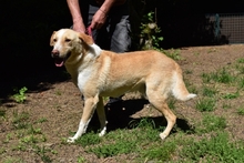 SAPHIR, Hund, Mischlingshund in Italien - Bild 16