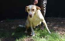SAPHIR, Hund, Mischlingshund in Italien - Bild 17