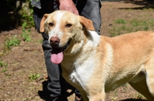 SAPHIR, Hund, Mischlingshund in Italien - Bild 18