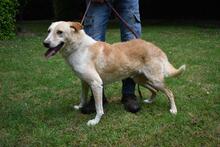 SAPHIR, Hund, Mischlingshund in Italien - Bild 5