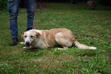 SAPHIR, Hund, Mischlingshund in Italien - Bild 6