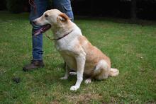 SAPHIR, Hund, Mischlingshund in Italien - Bild 7