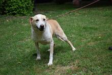 SAPHIR, Hund, Mischlingshund in Italien - Bild 8
