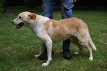 SAPHIR, Hund, Mischlingshund in Italien - Bild 9