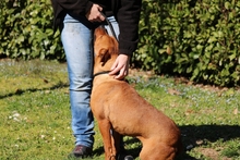 ZORRO, Hund, American Staffordshire Terrier-Mix in Italien - Bild 2