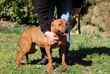ZORRO, Hund, American Staffordshire Terrier-Mix in Italien - Bild 3