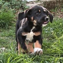 ADELE, Hund, Mischlingshund in Griechenland - Bild 10