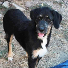 ADELE, Hund, Mischlingshund in Griechenland - Bild 11