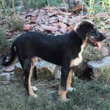 ADELE, Hund, Mischlingshund in Griechenland - Bild 12