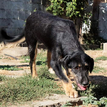 ADELE, Hund, Mischlingshund in Griechenland - Bild 13