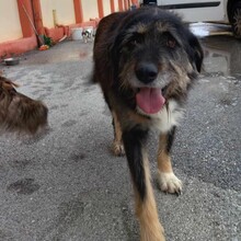 ADELE, Hund, Mischlingshund in Griechenland - Bild 2