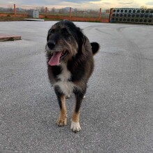ADELE, Hund, Mischlingshund in Griechenland - Bild 3