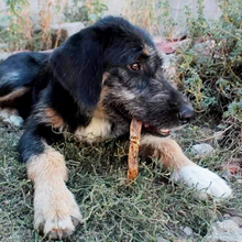 ADELE, Hund, Mischlingshund in Griechenland - Bild 4