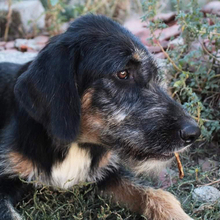 ADELE, Hund, Mischlingshund in Griechenland - Bild 9