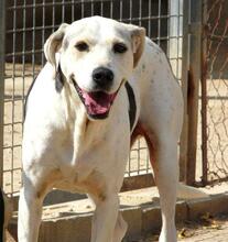ROKI, Hund, Mischlingshund in Spanien - Bild 11