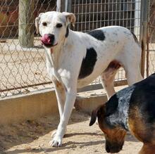 ROKI, Hund, Mischlingshund in Spanien - Bild 12