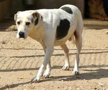 ROKI, Hund, Mischlingshund in Spanien - Bild 13