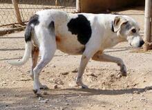 ROKI, Hund, Mischlingshund in Spanien - Bild 14