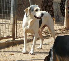 ROKI, Hund, Mischlingshund in Spanien - Bild 15