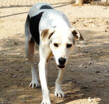 ROKI, Hund, Mischlingshund in Spanien - Bild 16