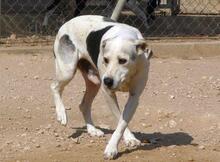 ROKI, Hund, Mischlingshund in Spanien - Bild 18