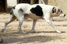 ROKI, Hund, Mischlingshund in Spanien - Bild 19