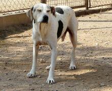 ROKI, Hund, Mischlingshund in Spanien - Bild 20