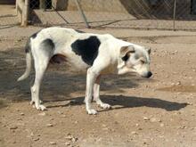 ROKI, Hund, Mischlingshund in Spanien - Bild 21
