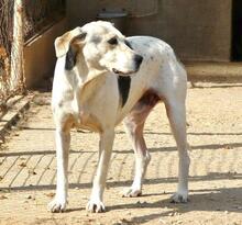 ROKI, Hund, Mischlingshund in Spanien - Bild 22