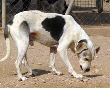 ROKI, Hund, Mischlingshund in Spanien - Bild 23